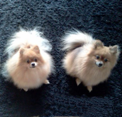 North Landing Realty, Inc.'s Office Mascots